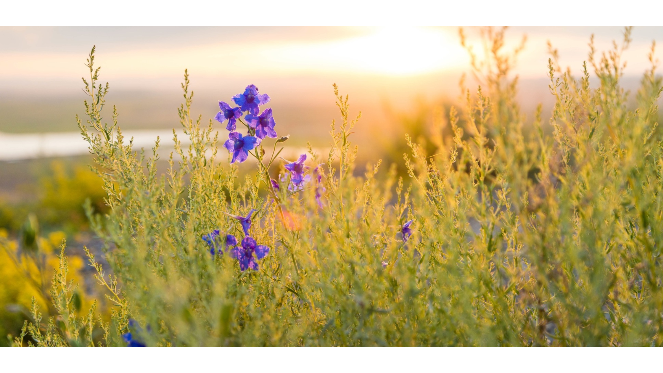 SPRING TIME HALF